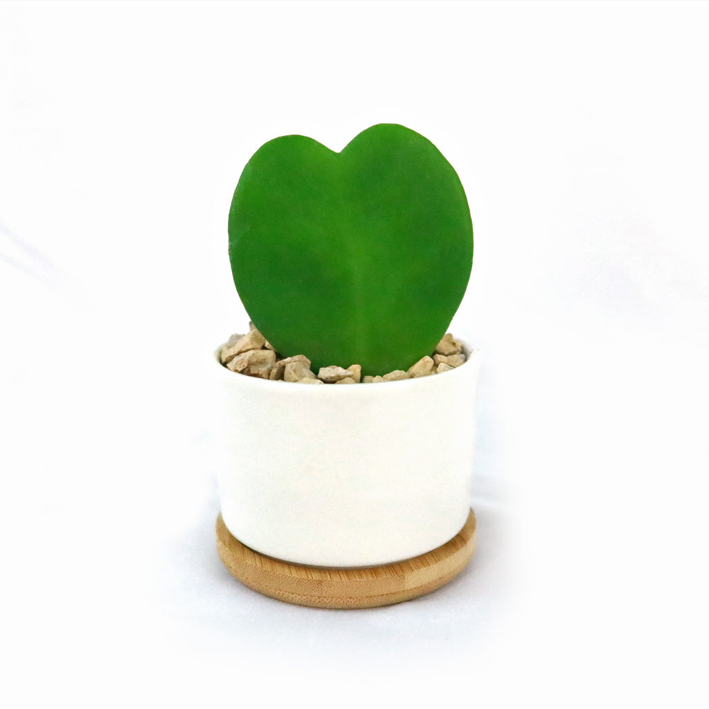 Hoya Heart Plant in White Round Ceramic Pot with a Bamboo Saucer