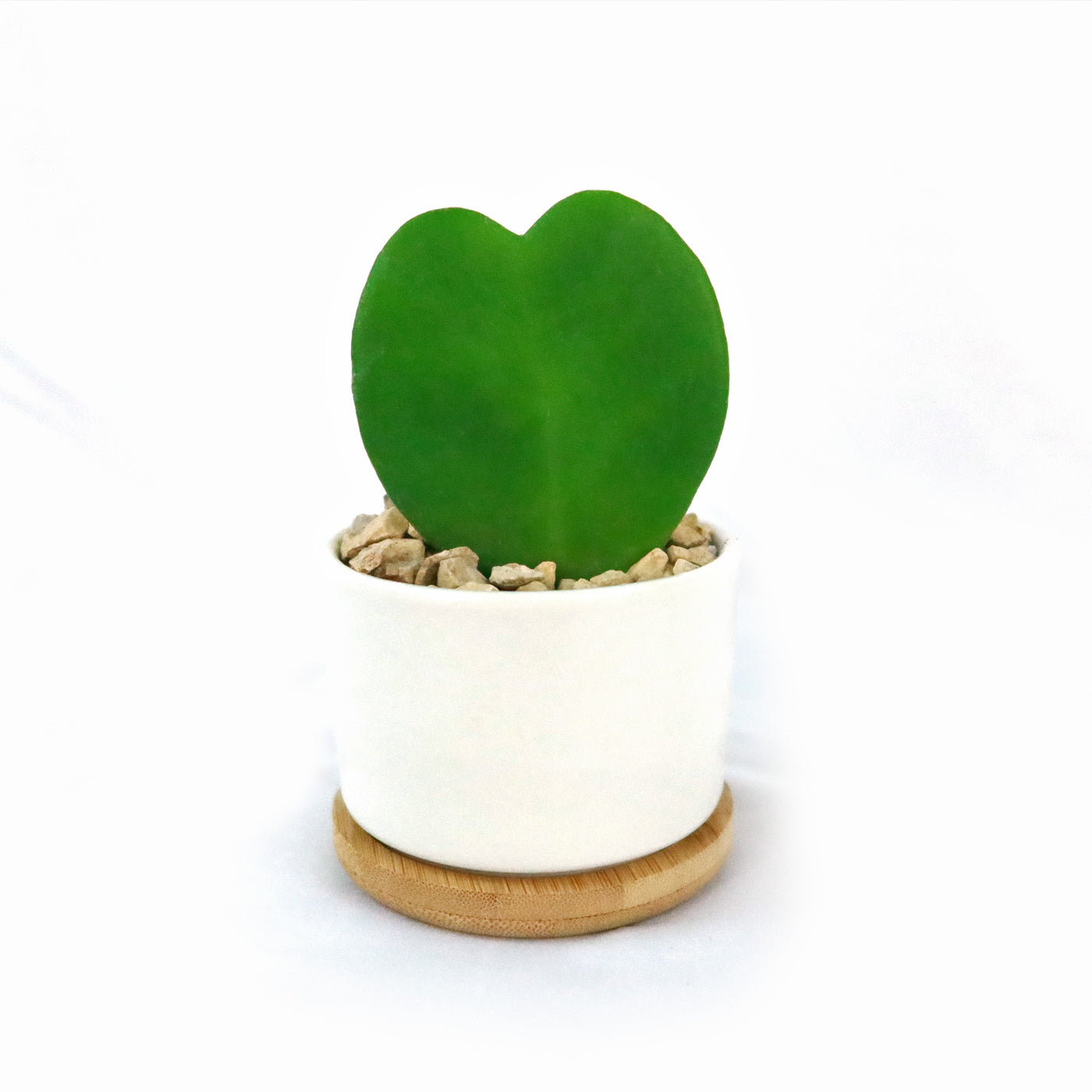 heart shaped plant pot Live Hoya Heart Plant' with White Round Ceramic Plant Pot