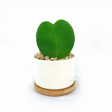 house plant that symbolizes love Live Hoya Heart Plant' with White Round Ceramic Plant Pot