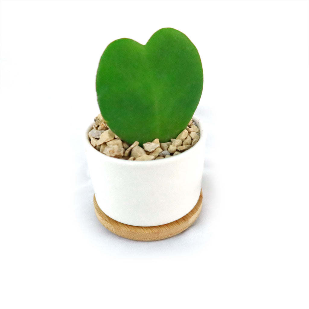 Hoya Heart Plant in White Round Ceramic Pot with a Bamboo Saucer