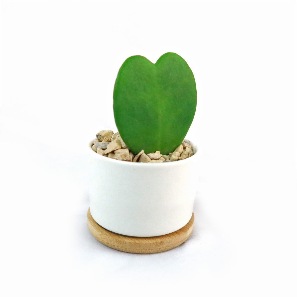 Hoya Heart Plant in White Round Ceramic Pot with a Bamboo Saucer