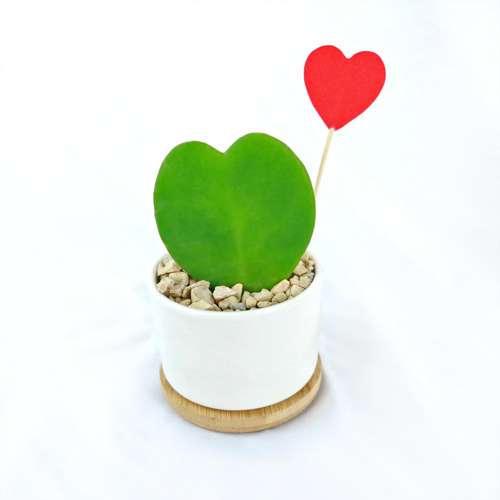 Hoya Heart Plant in White Round Ceramic Pot with a Bamboo Saucer