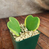 Hoya Hearts ‘Variegated Hoya kerrii’ Valentines Gift for Plant Lovers – Single & Double Variegated Hearts