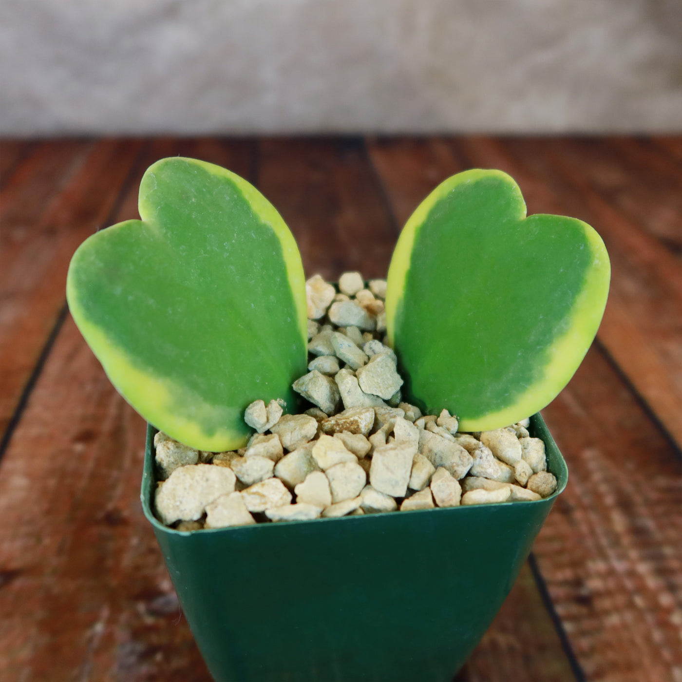 Hoya Hearts ‘Variegated Hoya kerrii’ Valentines Gift for Plant Lovers – Single & Double Variegated Hearts