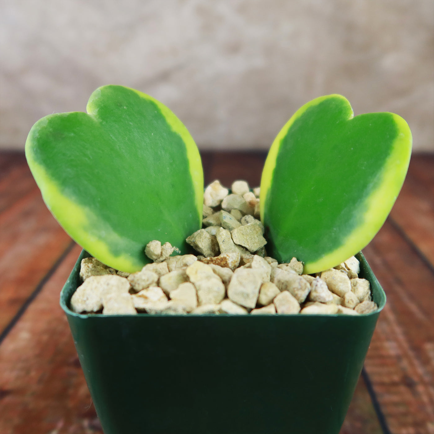 Hoya Hearts ‘Variegated Hoya kerrii’ Valentines Gift for Plant Lovers – Single & Double Variegated Hearts