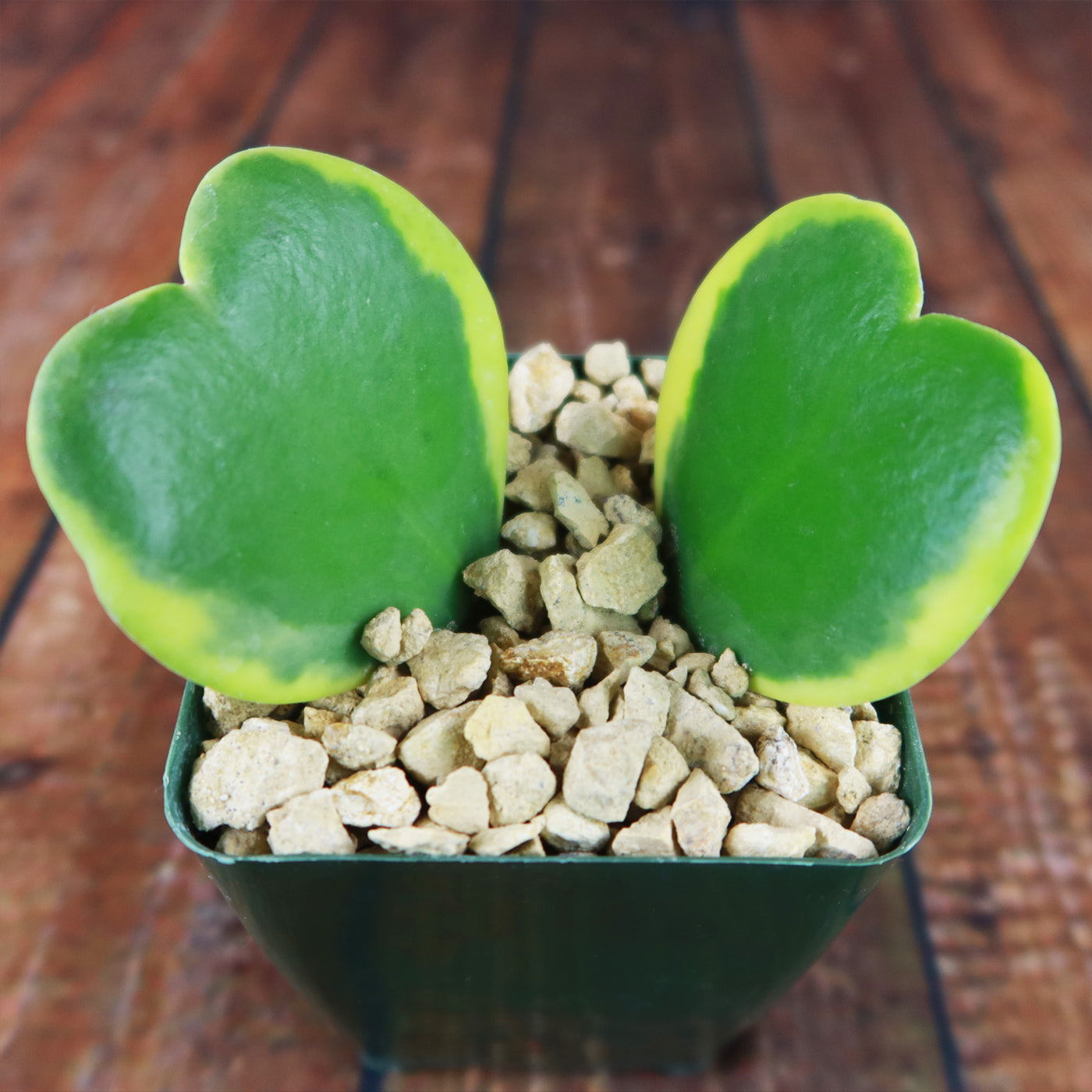 Hoya Hearts ‘Variegated Hoya kerrii’ Valentines Gift for Plant Lovers – Single & Double Variegated Hearts