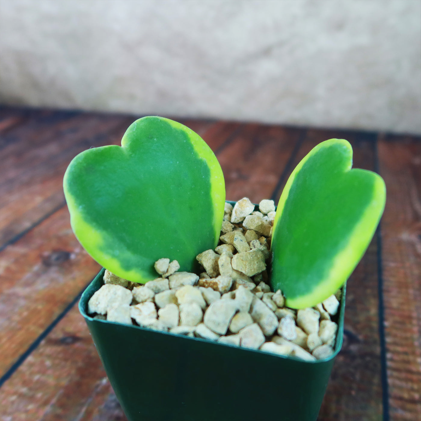 Hoya Hearts ‘Variegated Hoya kerrii’ Valentines Gift for Plant Lovers – Single & Double Variegated Hearts