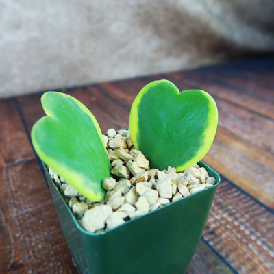 Hoya Hearts ‘Variegated Hoya kerrii’ Valentines Gift for Plant Lovers – Single & Double Variegated Hearts