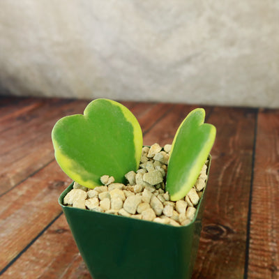 Hoya Hearts ‘Variegated Hoya kerrii’ Valentines Gift for Plant Lovers – Single & Double Variegated Hearts