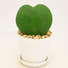 Hoya Heart Plant ‘Hoya kerrii’ Lovers Day Valentines Gift – Single & Double Hearts