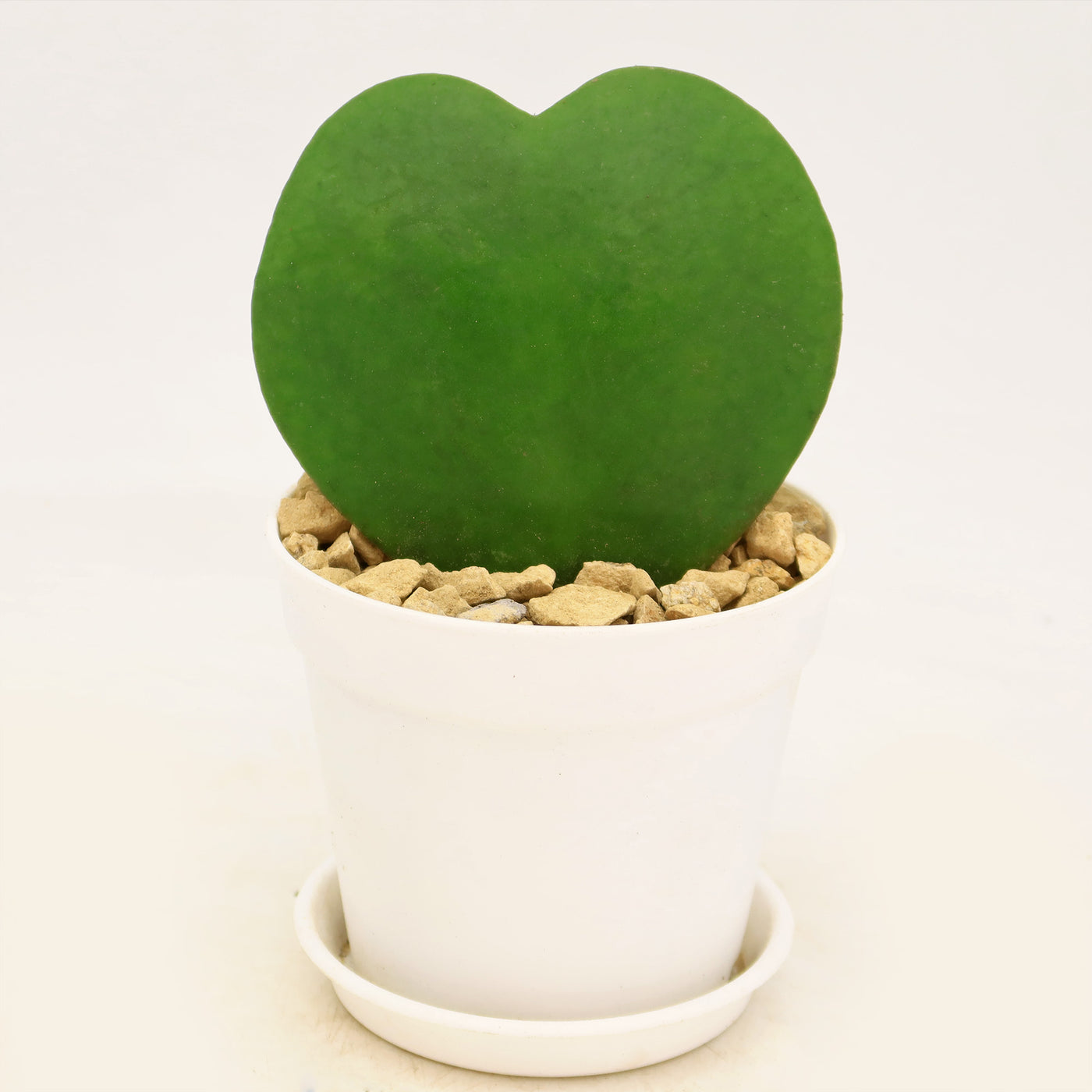 indoor heart plant Shop 'Hoya Heart Plant - Hoya kerrii' Lovers Day Valentines Gift – Single & Double Hearts