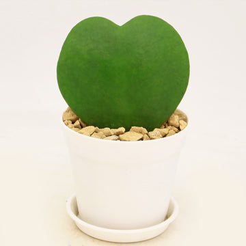 Hoya Heart Plant ‘Hoya kerrii’ Lovers Day Valentines Gift – Single & Double Hearts 4