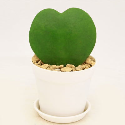 Hoya Heart Plant ‘Hoya kerrii’ Lovers Day Valentines Gift – Single & Double Hearts