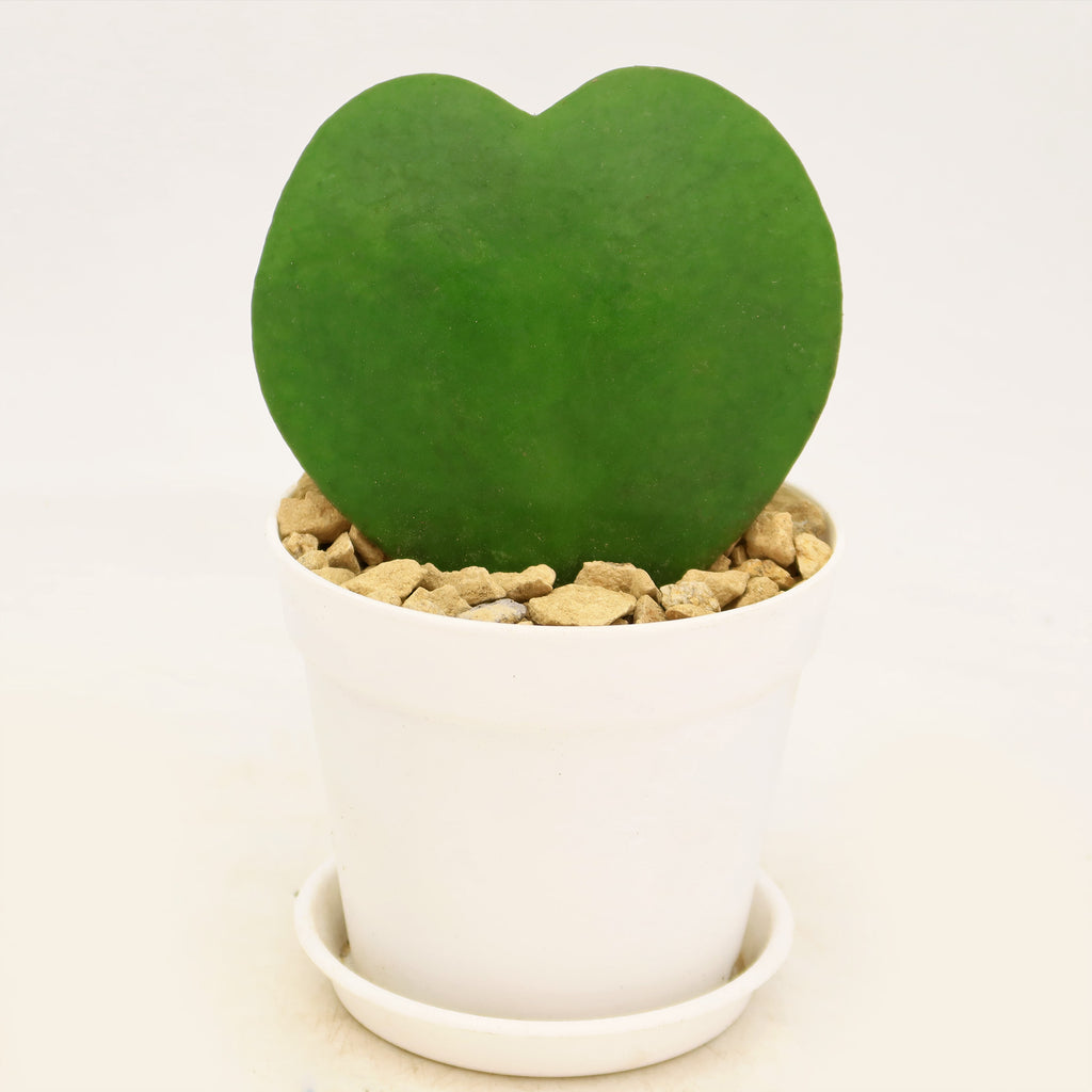 Hoya Heart Gift Plant in White Pot