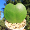 Hoya Heart Plant ‘Hoya kerrii’ Lovers Day Valentines Gift – Single & Double Hearts