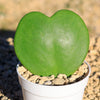 Hoya Heart Plant ‘Hoya kerrii’ Lovers Day Valentines Gift – Single & Double Hearts