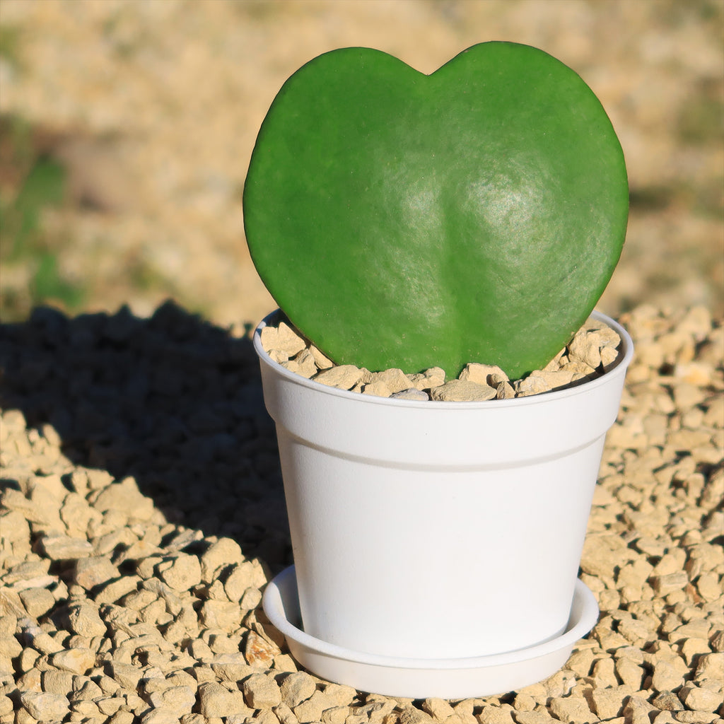 Hoya Heart Gift Plant in White Pot