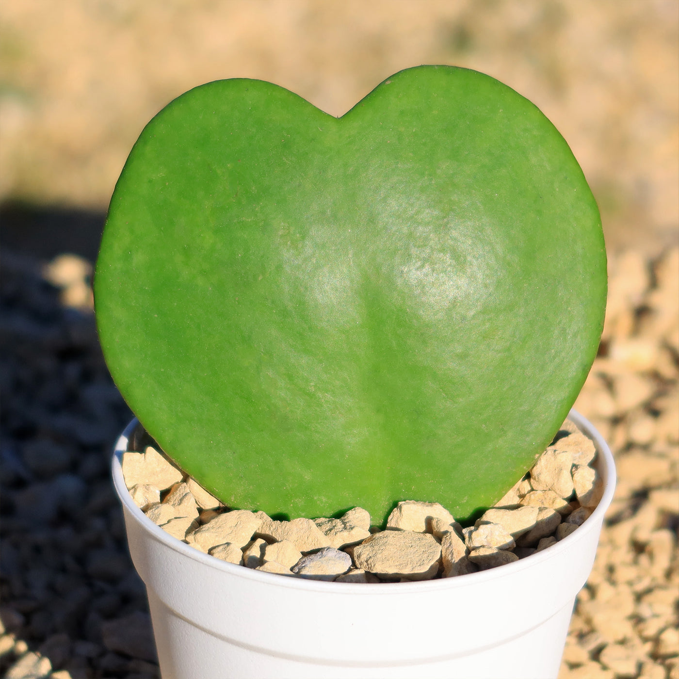 heart house plant Hoya Heart Gift Plant in White Pot 4" Pot / Single Heart