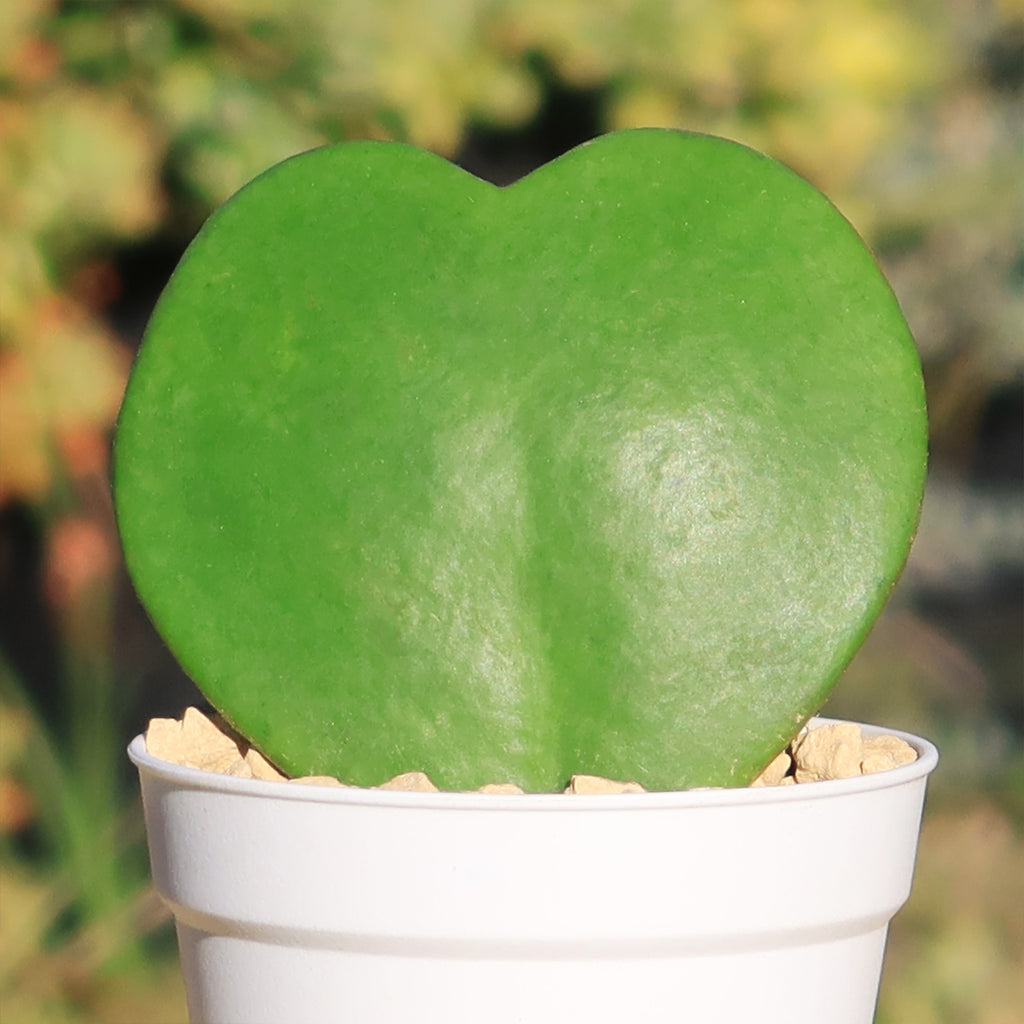 Hoya Heart Gift Plant in White Pot