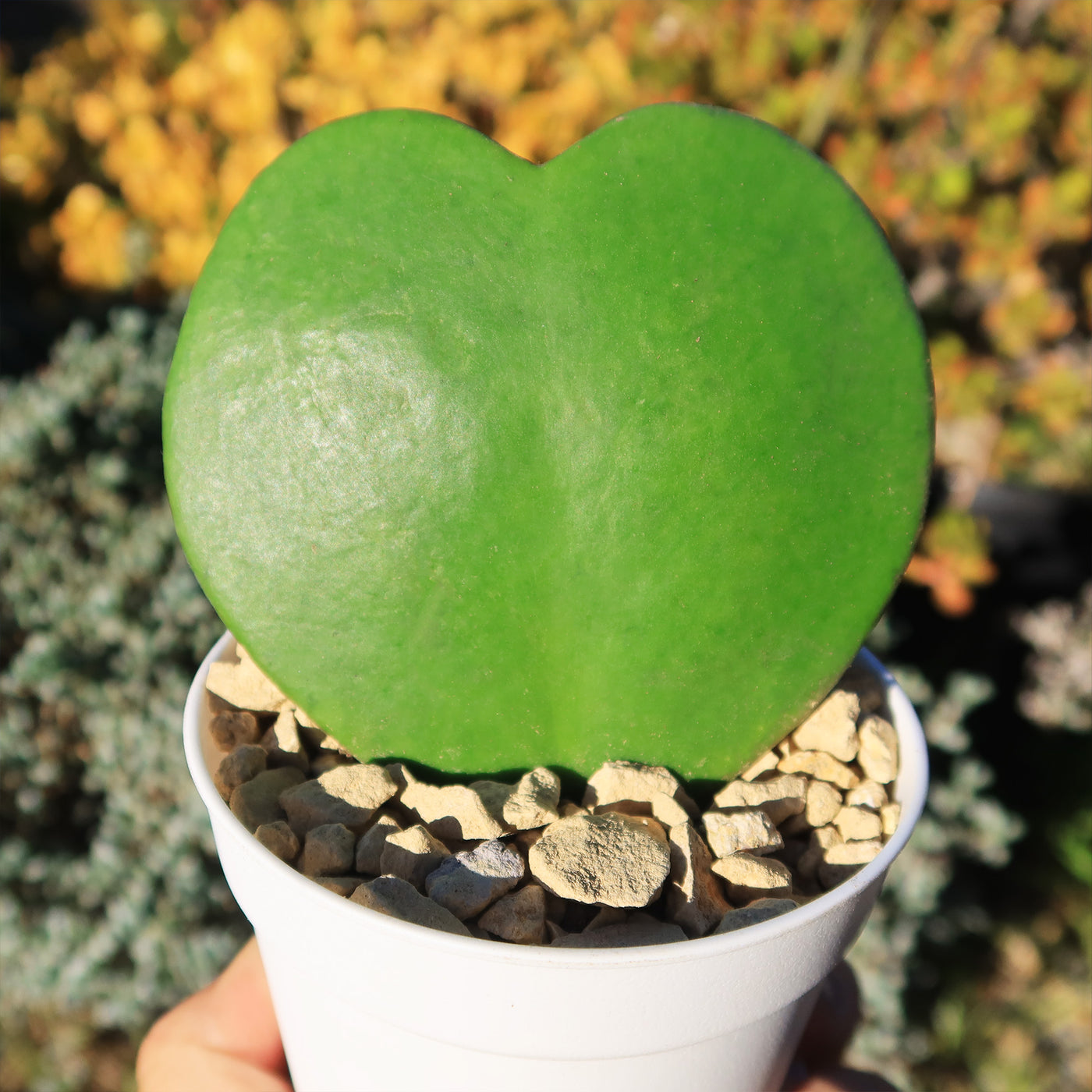 Hoya Heart Plant ‘Hoya kerrii’ Lovers Day Valentines Gift – Single & Double Hearts