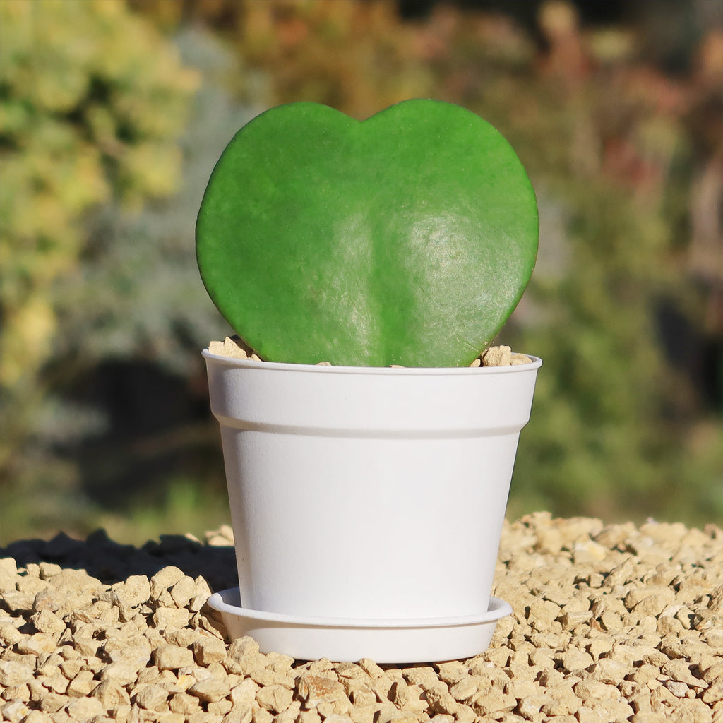 Hoya Heart Gift Plant in White Pot