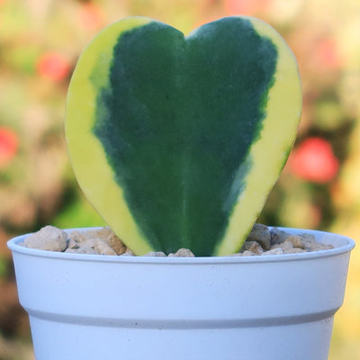Hoya Hearts ‘Variegated Hoya kerrii’ Valentines Gift for Plant Lovers – Single & Double Variegated Hearts