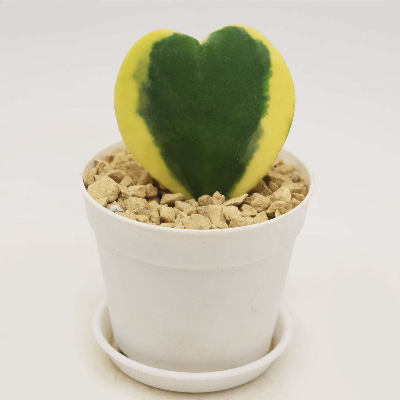 beating heart succulent Hoya Hearts ‘Variegated Hoya kerrii’ Valentines Gift for Plant Lovers – Single & Double Variegated Hearts 4" Heart