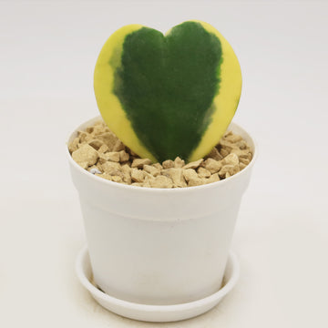 Shop ' Single and Double Hoya Hearts Variagated' Valentines Gift