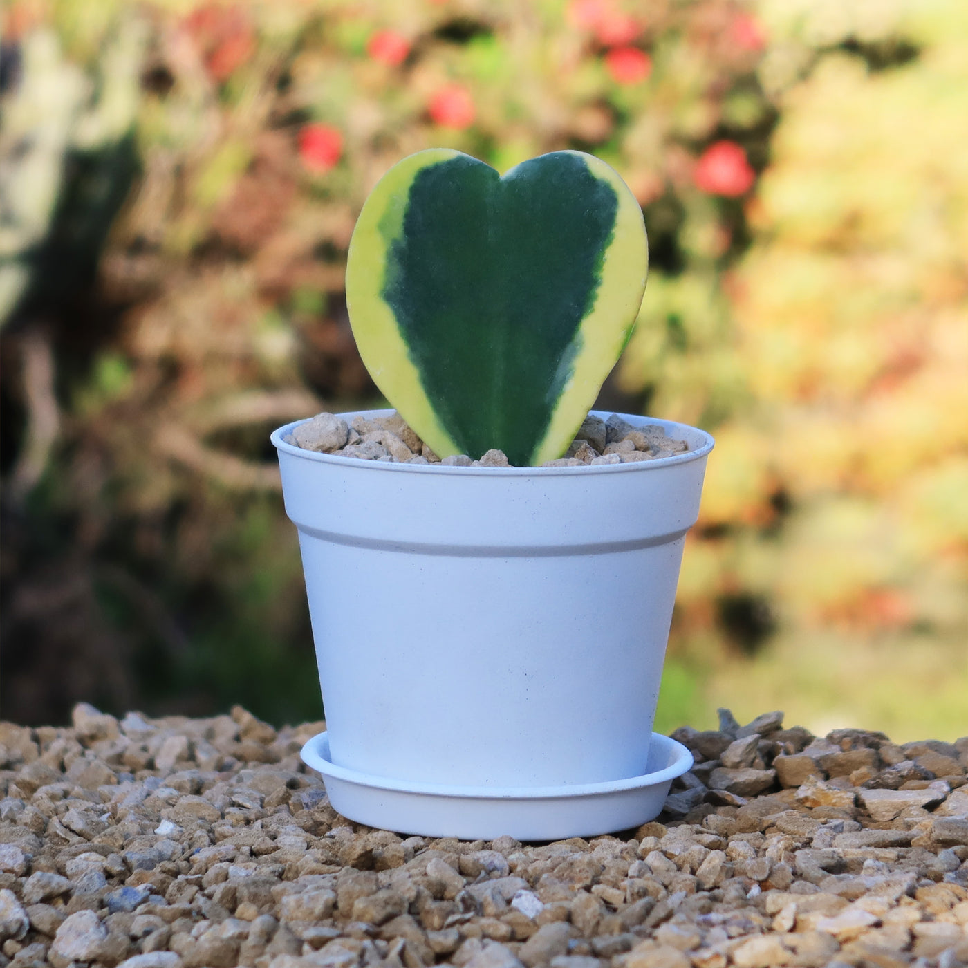 beating heart succulent Shop ' Single and Double Hoya Hearts Variagated' Valentines Gift for Plant Lovers