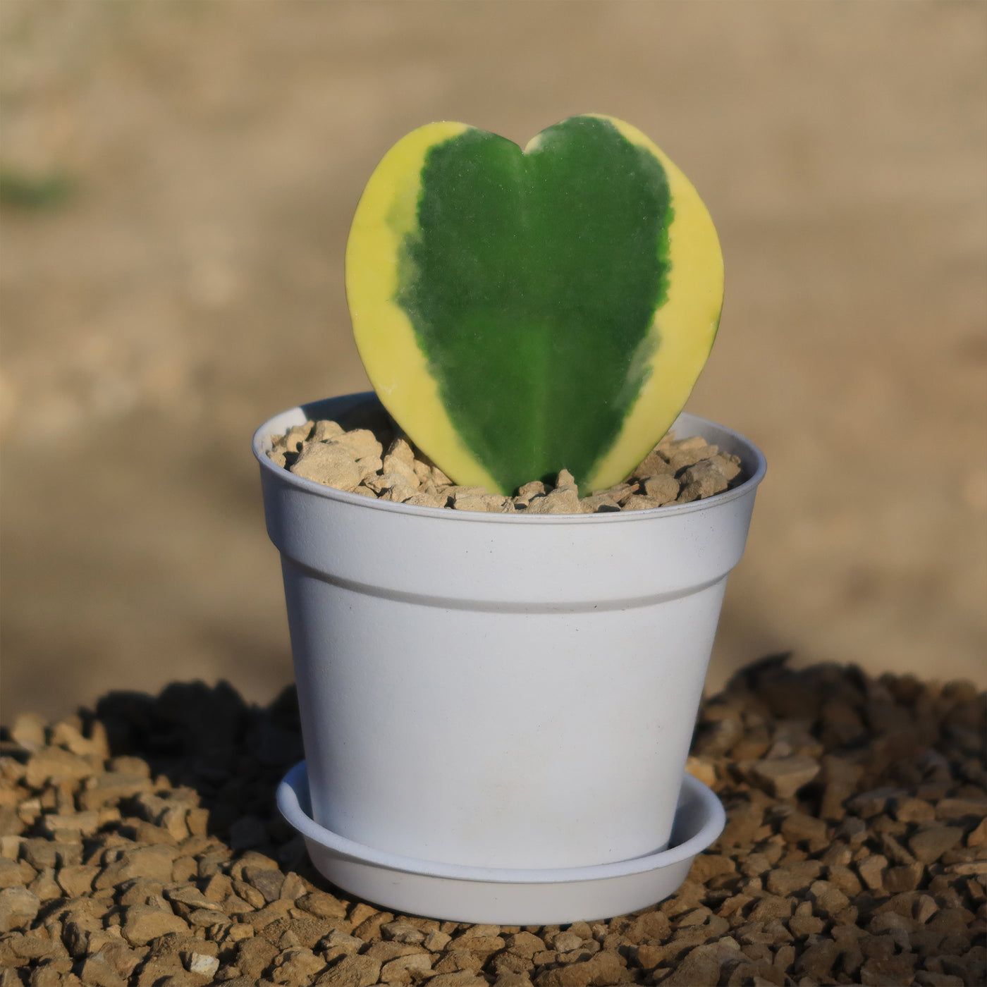 double heart succulent Hoya Hearts ‘Variegated Hoya kerrii’ Valentines Gift for Plant Lovers – Single & Double Variegated Hearts