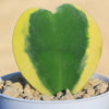 Hoya Hearts ‘Variegated Hoya kerrii’ Valentines Gift for Plant Lovers – Single & Double Variegated Hearts