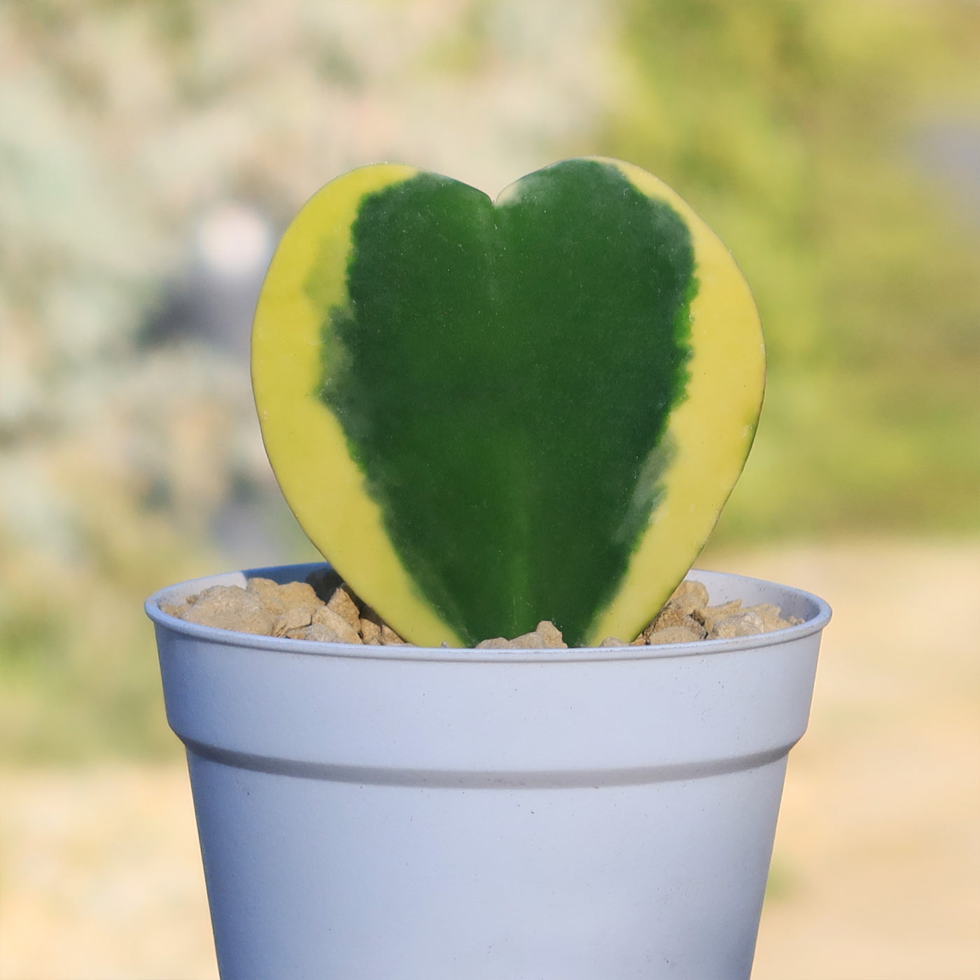 heart shaped succulent turning yellow Hoya Hearts ‘Variegated Hoya kerrii’ Valentines Gift for Plant Lovers – Single & Double Variegated Hearts