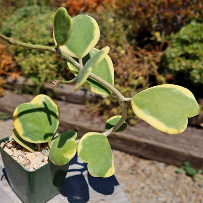 Hoya Kerrii Variegated