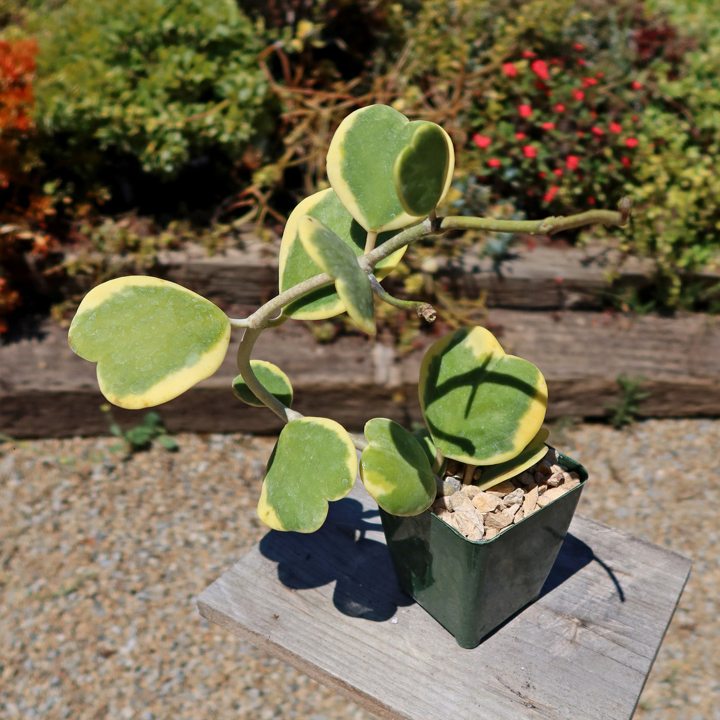 Hoya Kerrii Variegated