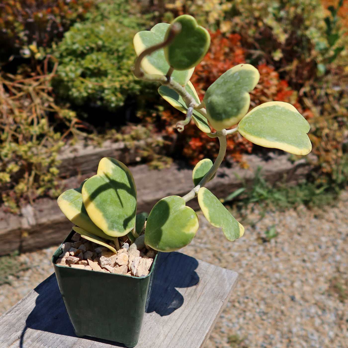 Hoya Kerrii Variegated