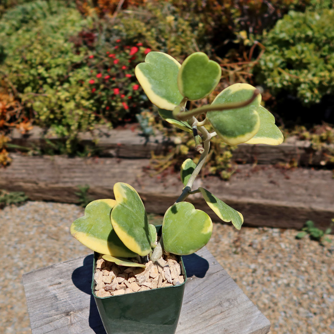 Hoya Kerrii Variegated