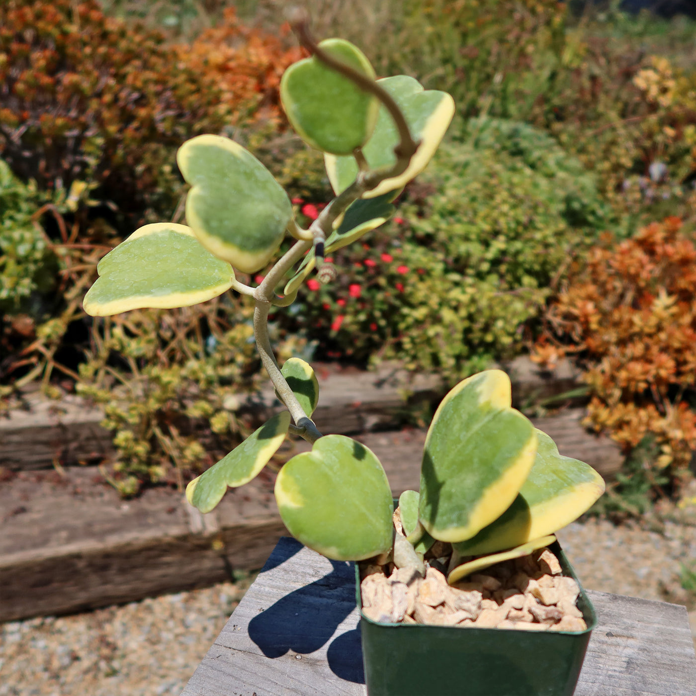 Hoya Kerrii Variegated