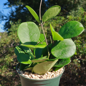 is hoya plant a succulent Buy 'Hoya obovata' Online