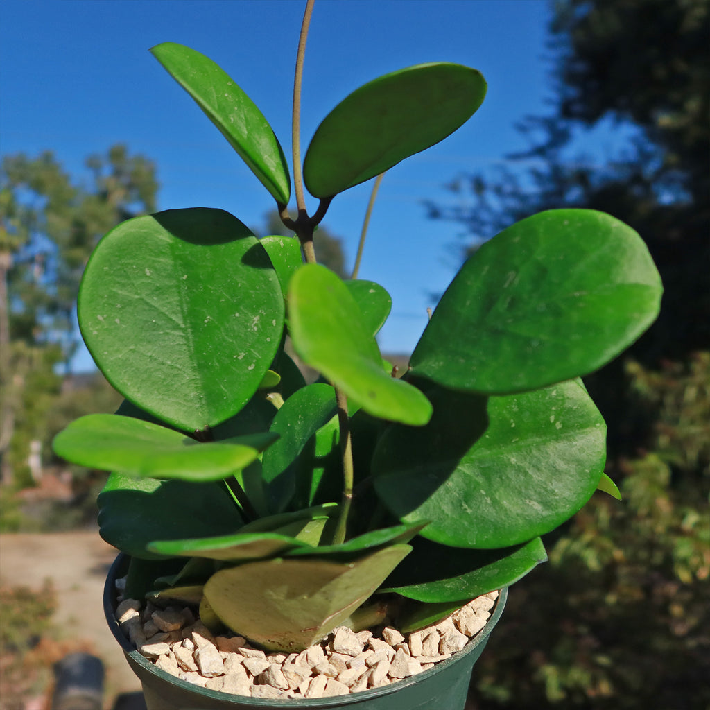Hoya obovata