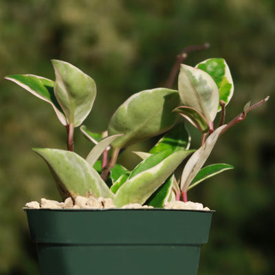 Hoya carnosa Tricolor