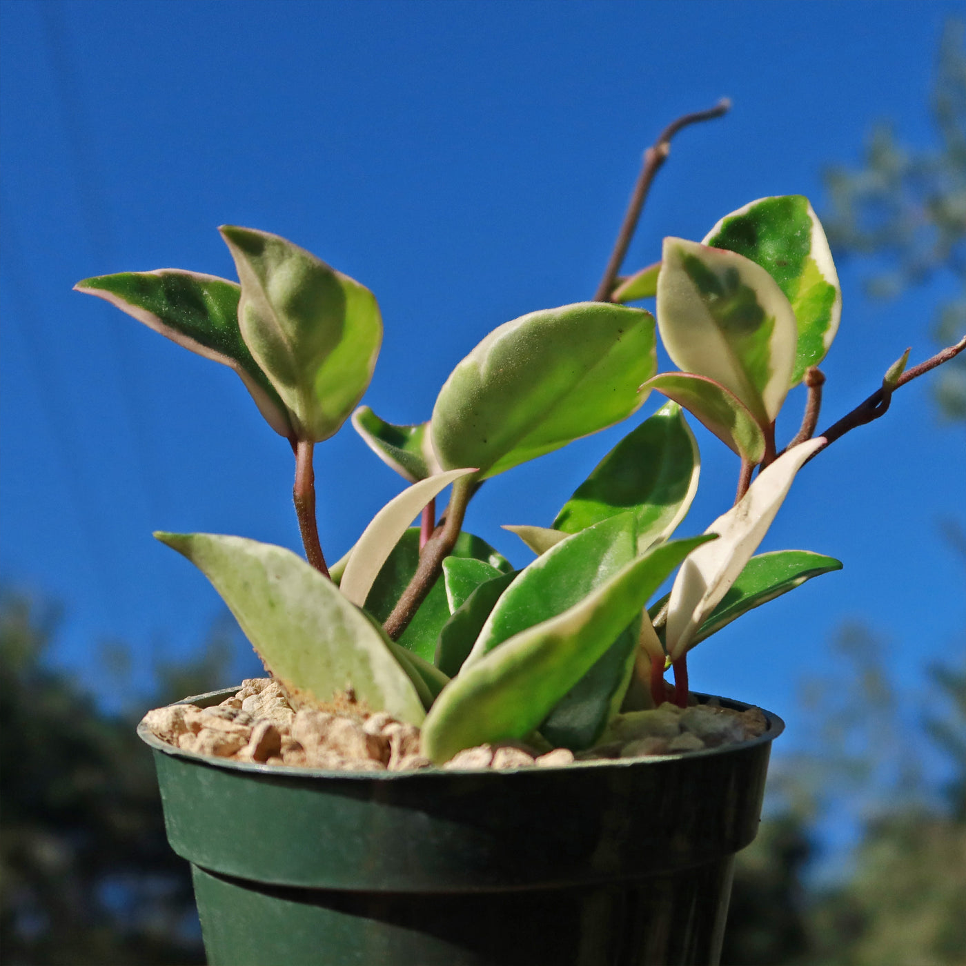 tricolor plant indoors Buy 'Hoya Tricolor' Online