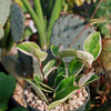 Hoya carnosa Tricolor