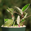 Hoya carnosa Tricolor