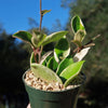 Hoya carnosa Tricolor