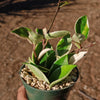 Hoya carnosa Tricolor