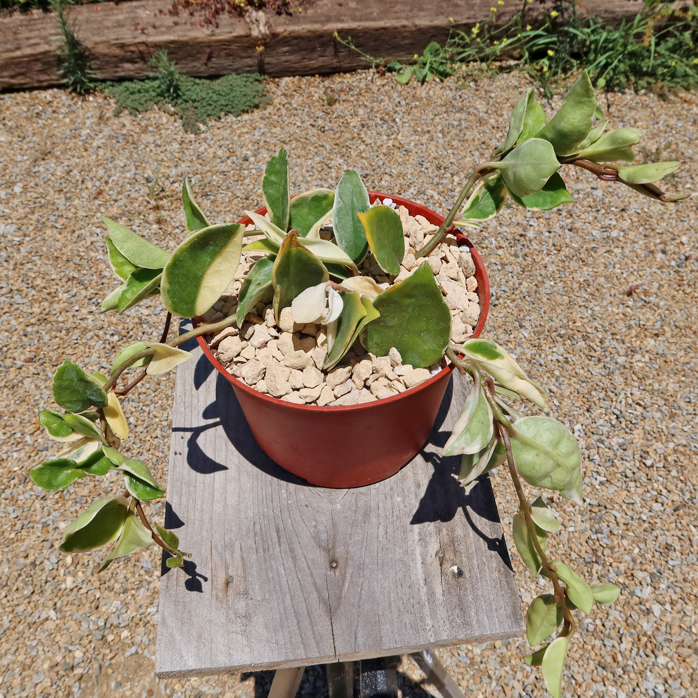 Hoya carnosa Tricolor