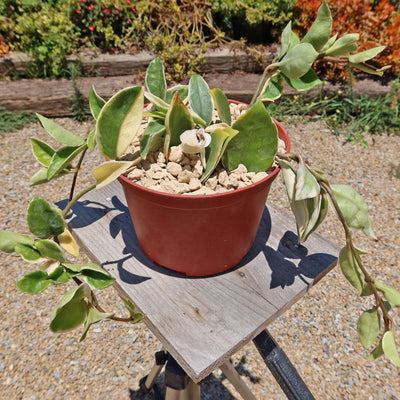 Hoya carnosa Tricolor