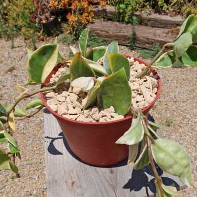 Hoya carnosa Tricolor