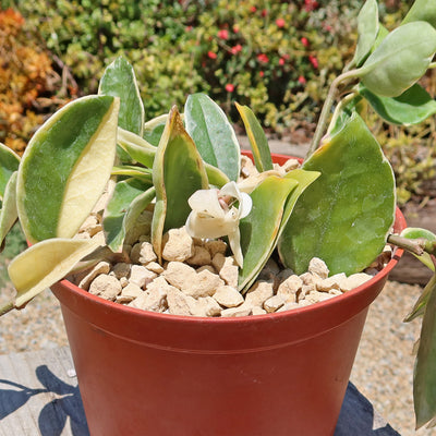 Hoya carnosa Tricolor