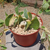 Hoya carnosa Tricolor